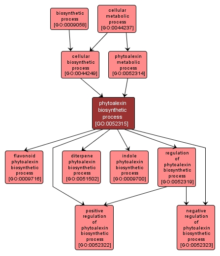 GO:0052315 - phytoalexin biosynthetic process (interactive image map)