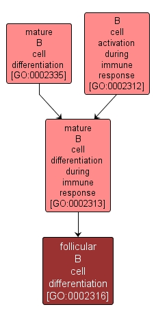 GO:0002316 - follicular B cell differentiation (interactive image map)