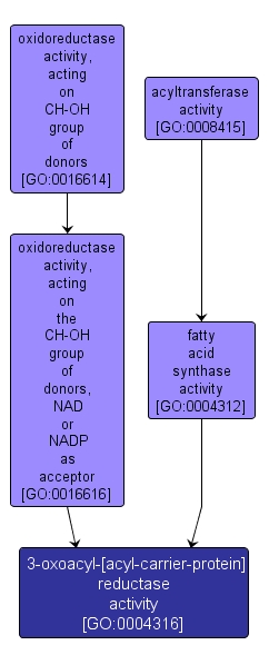 GO:0004316 - 3-oxoacyl-[acyl-carrier-protein] reductase activity (interactive image map)