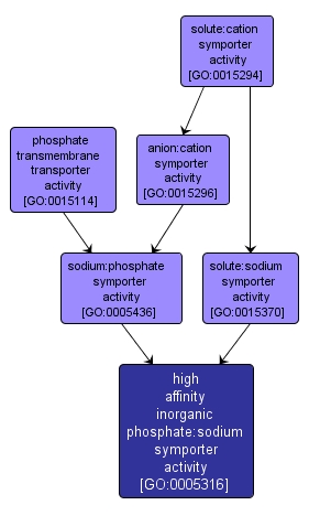 GO:0005316 - high affinity inorganic phosphate:sodium symporter activity (interactive image map)