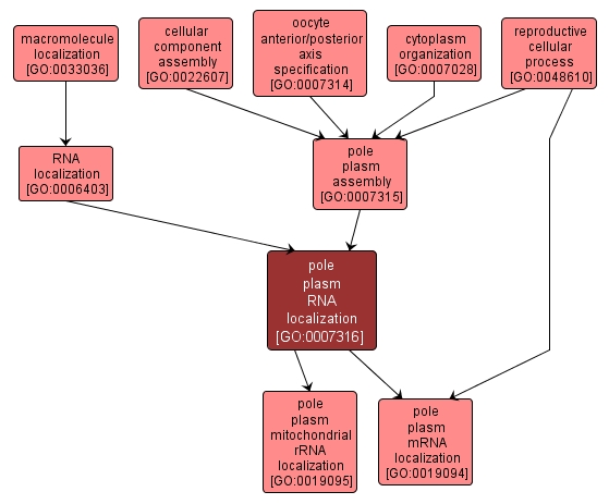 GO:0007316 - pole plasm RNA localization (interactive image map)