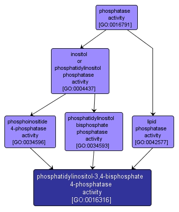 GO:0016316 - phosphatidylinositol-3,4-bisphosphate 4-phosphatase activity (interactive image map)