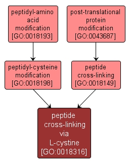GO:0018316 - peptide cross-linking via L-cystine (interactive image map)