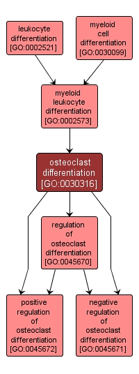 GO:0030316 - osteoclast differentiation (interactive image map)