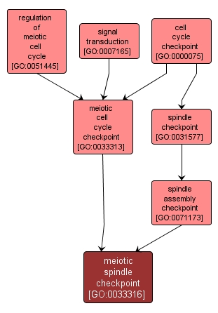 GO:0033316 - meiotic spindle checkpoint (interactive image map)
