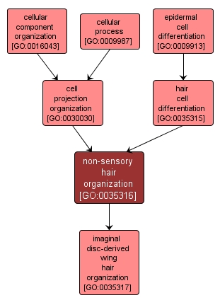GO:0035316 - non-sensory hair organization (interactive image map)