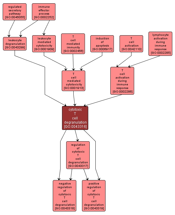 GO:0043316 - cytotoxic T cell degranulation (interactive image map)