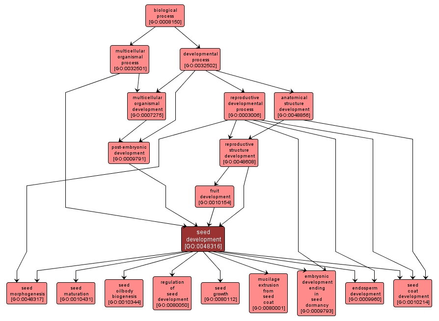 GO:0048316 - seed development (interactive image map)