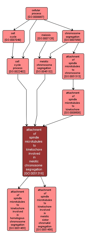 GO:0051316 - attachment of spindle microtubules to kinetochore involved in meiotic chromosome segregation (interactive image map)