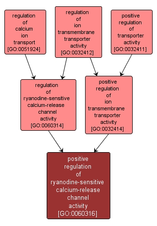 GO:0060316 - positive regulation of ryanodine-sensitive calcium-release channel activity (interactive image map)