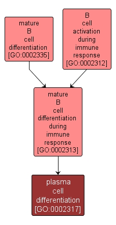 GO:0002317 - plasma cell differentiation (interactive image map)