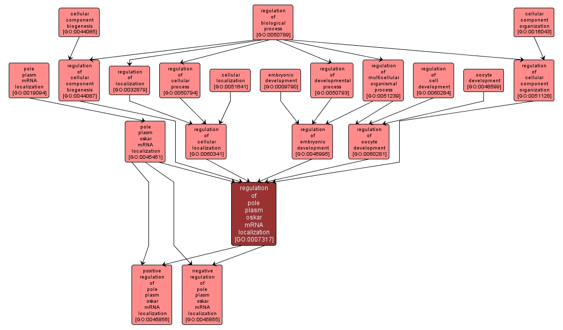 GO:0007317 - regulation of pole plasm oskar mRNA localization (interactive image map)