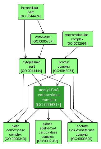 GO:0009317 - acetyl-CoA carboxylase complex (interactive image map)