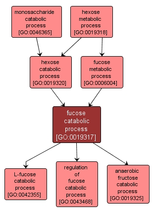 GO:0019317 - fucose catabolic process (interactive image map)