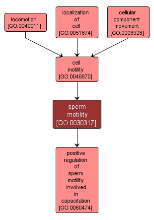 GO:0030317 - sperm motility (interactive image map)