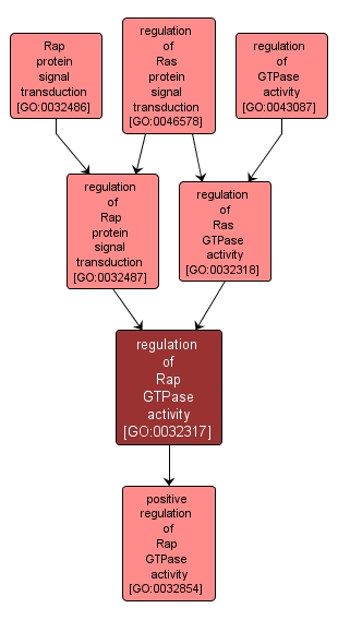GO:0032317 - regulation of Rap GTPase activity (interactive image map)
