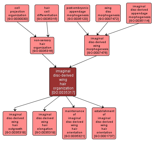 GO:0035317 - imaginal disc-derived wing hair organization (interactive image map)