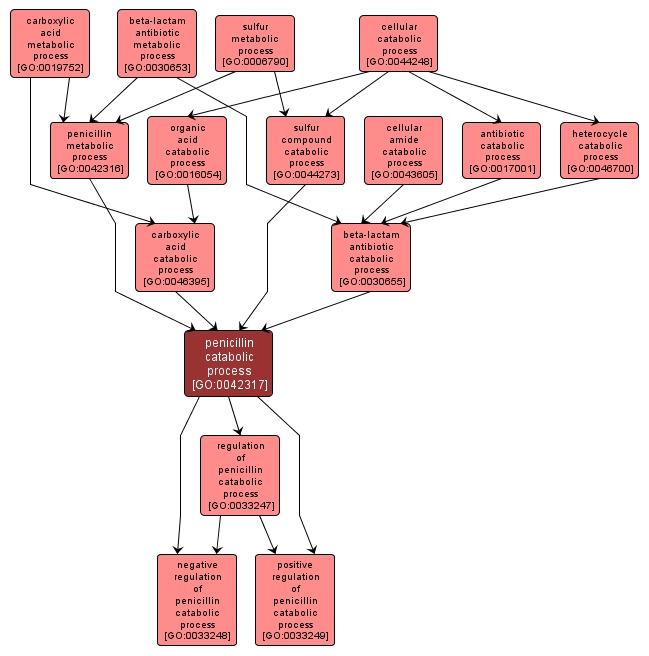 GO:0042317 - penicillin catabolic process (interactive image map)