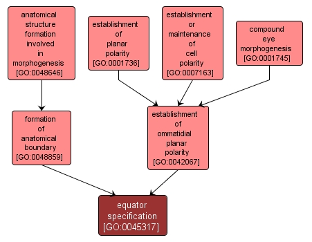 GO:0045317 - equator specification (interactive image map)