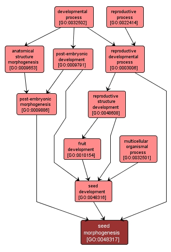 GO:0048317 - seed morphogenesis (interactive image map)