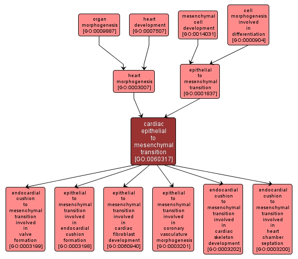 GO:0060317 - cardiac epithelial to mesenchymal transition (interactive image map)