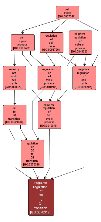 GO:0070317 - negative regulation of G0 to G1 transition (interactive image map)