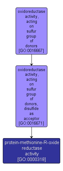 GO:0000318 - protein-methionine-R-oxide reductase activity (interactive image map)