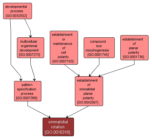 GO:0016318 - ommatidial rotation (interactive image map)