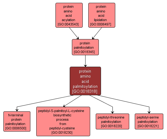 GO:0018318 - protein amino acid palmitoylation (interactive image map)