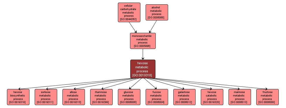 GO:0019318 - hexose metabolic process (interactive image map)