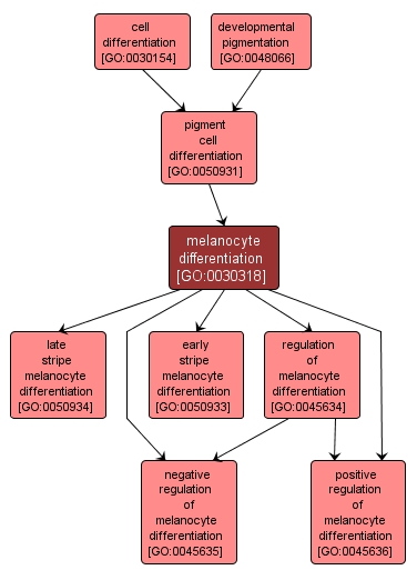 GO:0030318 - melanocyte differentiation (interactive image map)