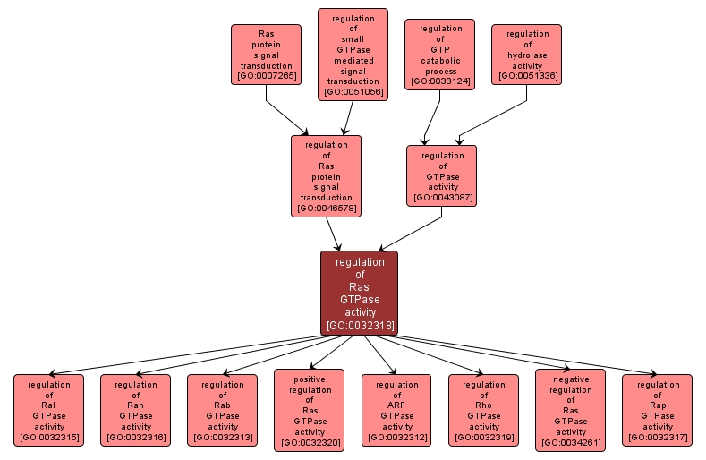 GO:0032318 - regulation of Ras GTPase activity (interactive image map)