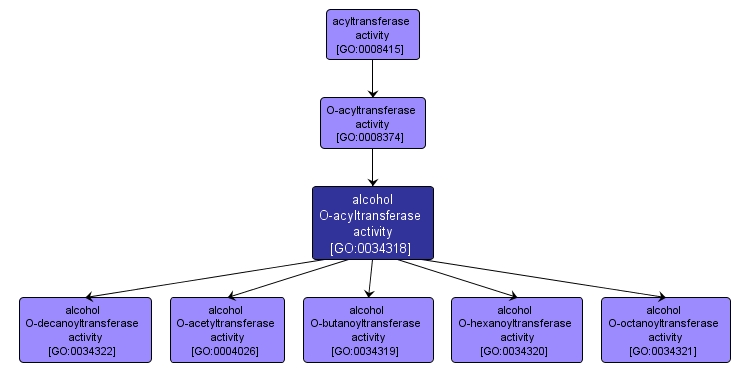 GO:0034318 - alcohol O-acyltransferase activity (interactive image map)