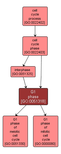 GO:0051318 - G1 phase (interactive image map)