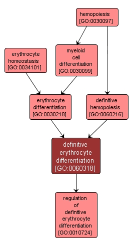 GO:0060318 - definitive erythrocyte differentiation (interactive image map)