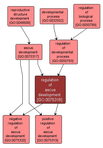 GO:0075318 - regulation of ascus development (interactive image map)