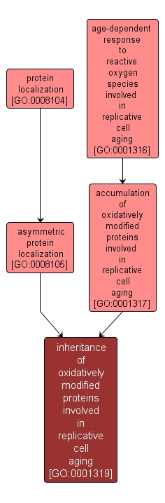 GO:0001319 - inheritance of oxidatively modified proteins involved in replicative cell aging (interactive image map)