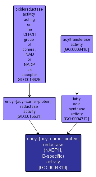 GO:0004319 - enoyl-[acyl-carrier-protein] reductase (NADPH, B-specific) activity (interactive image map)