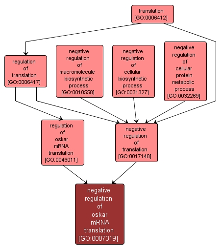 GO:0007319 - negative regulation of oskar mRNA translation (interactive image map)