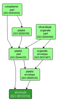 GO:0010319 - stromule (interactive image map)