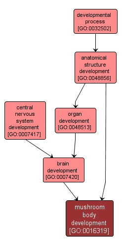 GO:0016319 - mushroom body development (interactive image map)