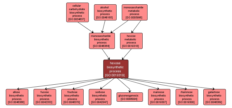 GO:0019319 - hexose biosynthetic process (interactive image map)