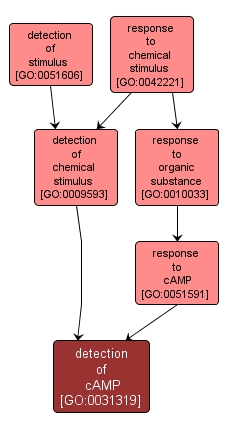 GO:0031319 - detection of cAMP (interactive image map)