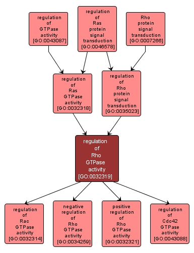 GO:0032319 - regulation of Rho GTPase activity (interactive image map)