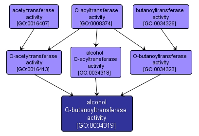GO:0034319 - alcohol O-butanoyltransferase activity (interactive image map)