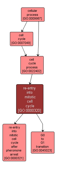 GO:0000320 - re-entry into mitotic cell cycle (interactive image map)
