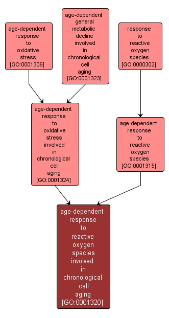 GO:0001320 - age-dependent response to reactive oxygen species involved in chronological cell aging (interactive image map)