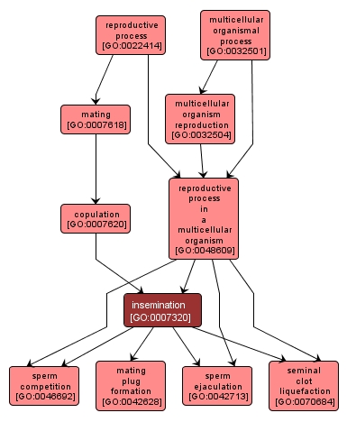 GO:0007320 - insemination (interactive image map)