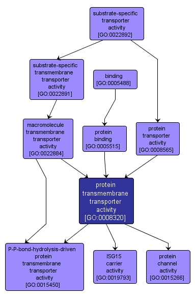 GO:0008320 - protein transmembrane transporter activity (interactive image map)