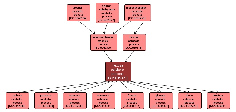 GO:0019320 - hexose catabolic process (interactive image map)